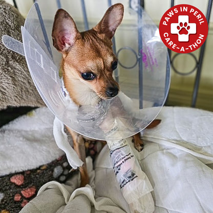 Melly’s Leg Is Shattered - She Needs Urgent Surgery to Walk Again