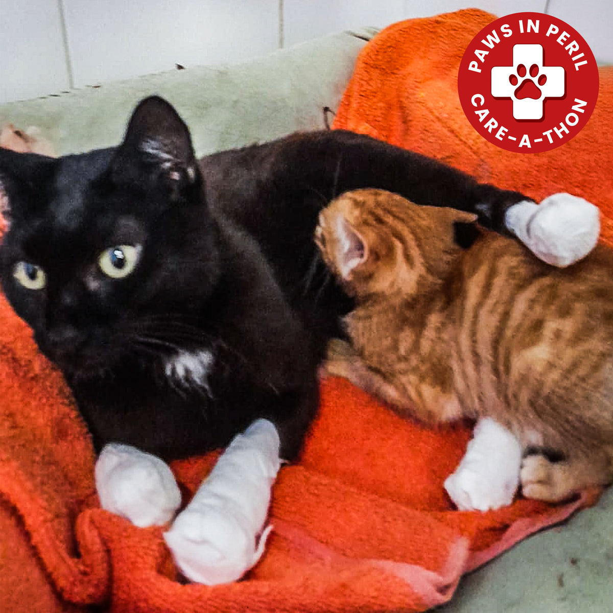 Wildfires Left Nit with Severely Burned Paws