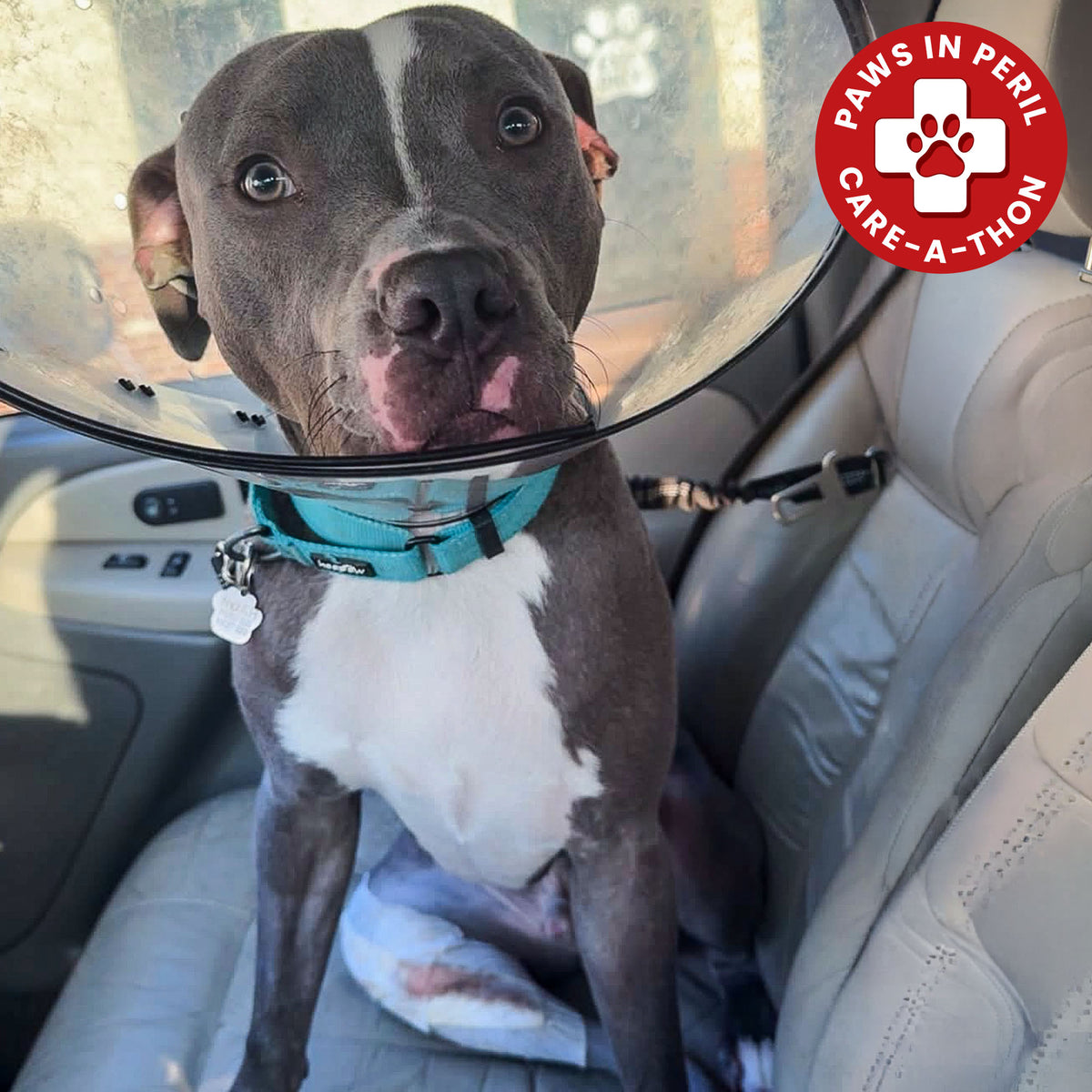 Abused Noah Has Two Broken Legs and Needs Emergency Surgery to Walk Again