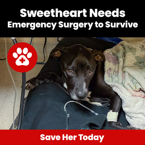 Support the Sweetheart Needs Emergency Surgery to Survive campaign by The Animal Rescue Site and GreaterGood. Save her today because she urgently needs emergency surgery to survive