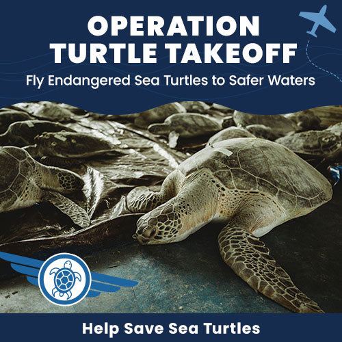 Operation Turtle Takeoff donation from The Animal Rescue Site and GreaterGood, showing endangered sea turtles needing transport to safer waters. Support efforts to help save sea turtles.