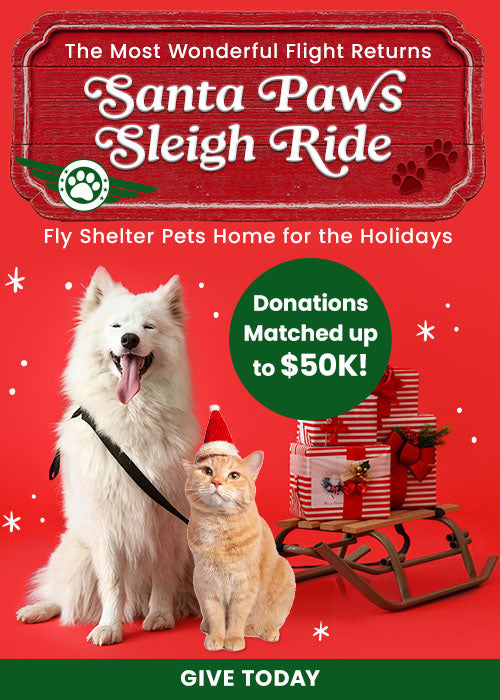 Santa Paws Sleigh Ride donation from The Animal Rescue Site and GreaterGood, featuring dog and cat with holiday sleigh. Support lifesaving help; donations matched up to $50K.