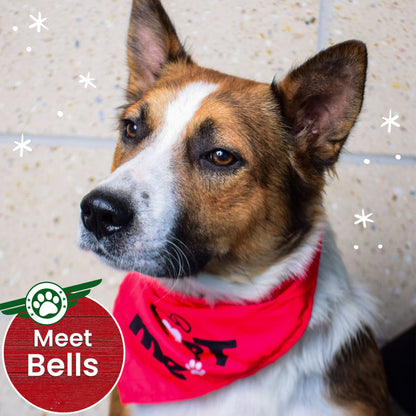 Help Fly Pets to Freedom