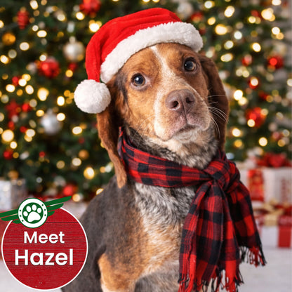 Help Fly Pets to Freedom