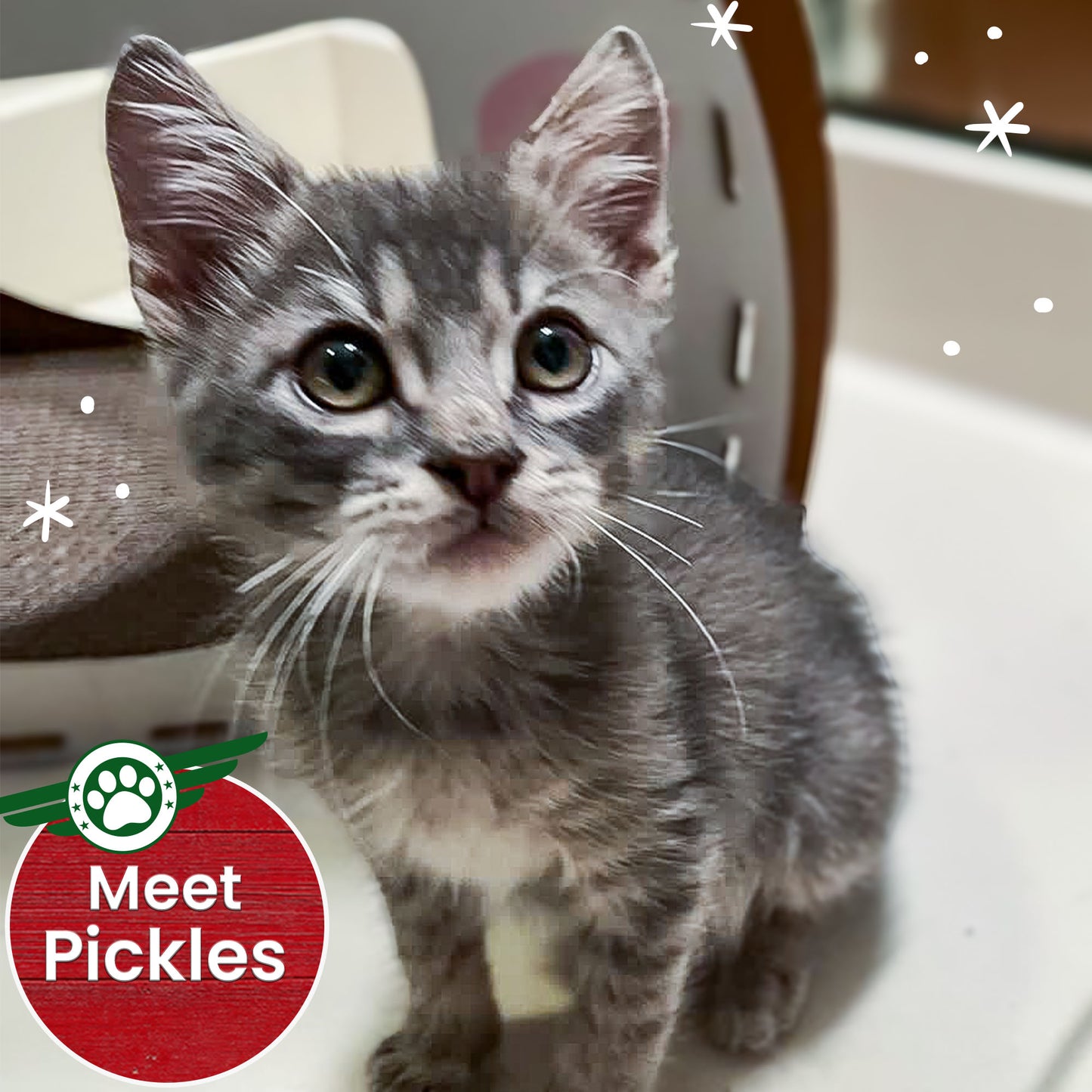 Help Fly Pets to Freedom