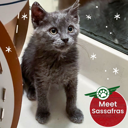 Help Fly Pets to Freedom