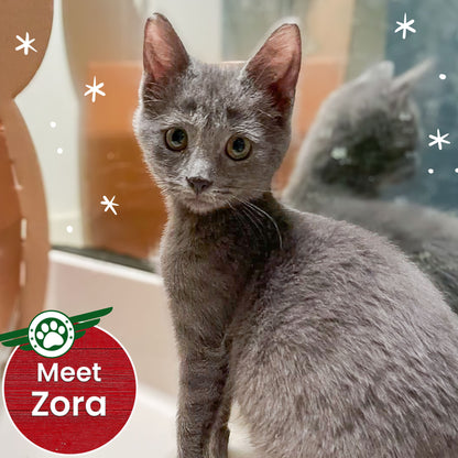 Help Fly Pets to Freedom