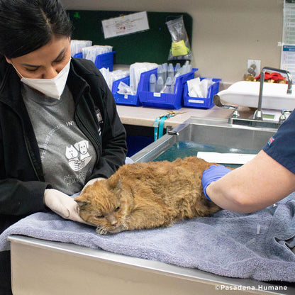 Garfield Barely Survived the Los Angeles Fires and Needs Critical Care