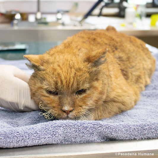 Garfield Barely Survived the Fires and Needs Critical Care