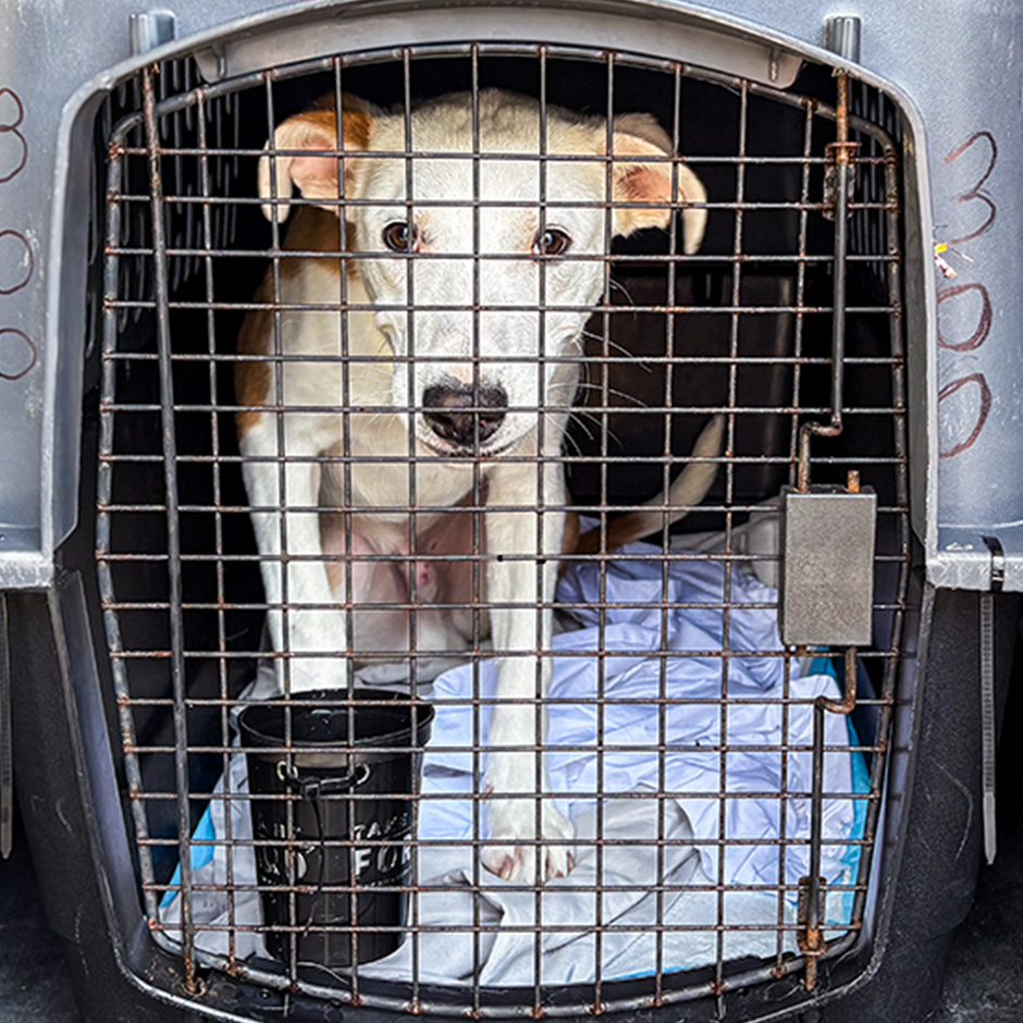 grand-prairie-animal-services-prairie-paws-adoption-center-255 ...