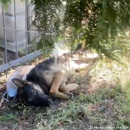 Sick German Shepherd Found Barely Alive in Cemetery Needs Emergency Care