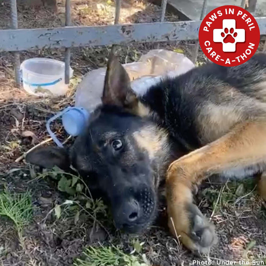 Sick German Shepherd Found Barely Alive in Cemetery Needs Emergency Care