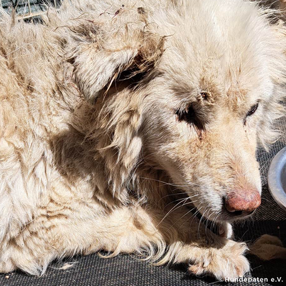 Funded: Malnourished Dog Missing Eye Found Near Death on Side of Road Needs Your Help