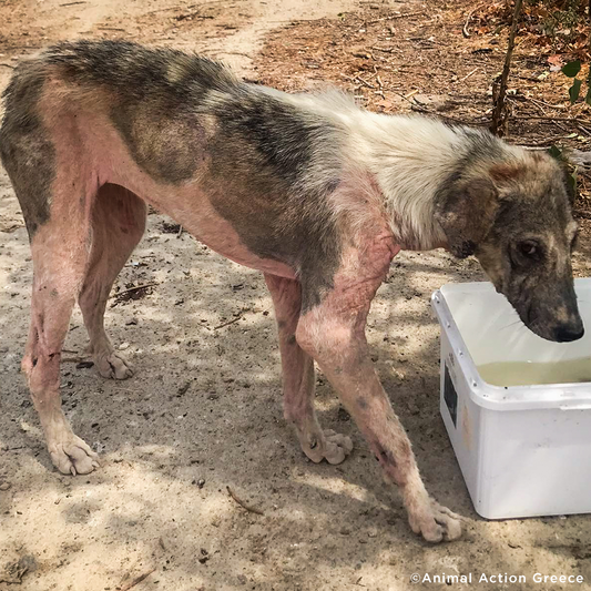 Thousands of Sick and Starving Dogs Need Urgent Care