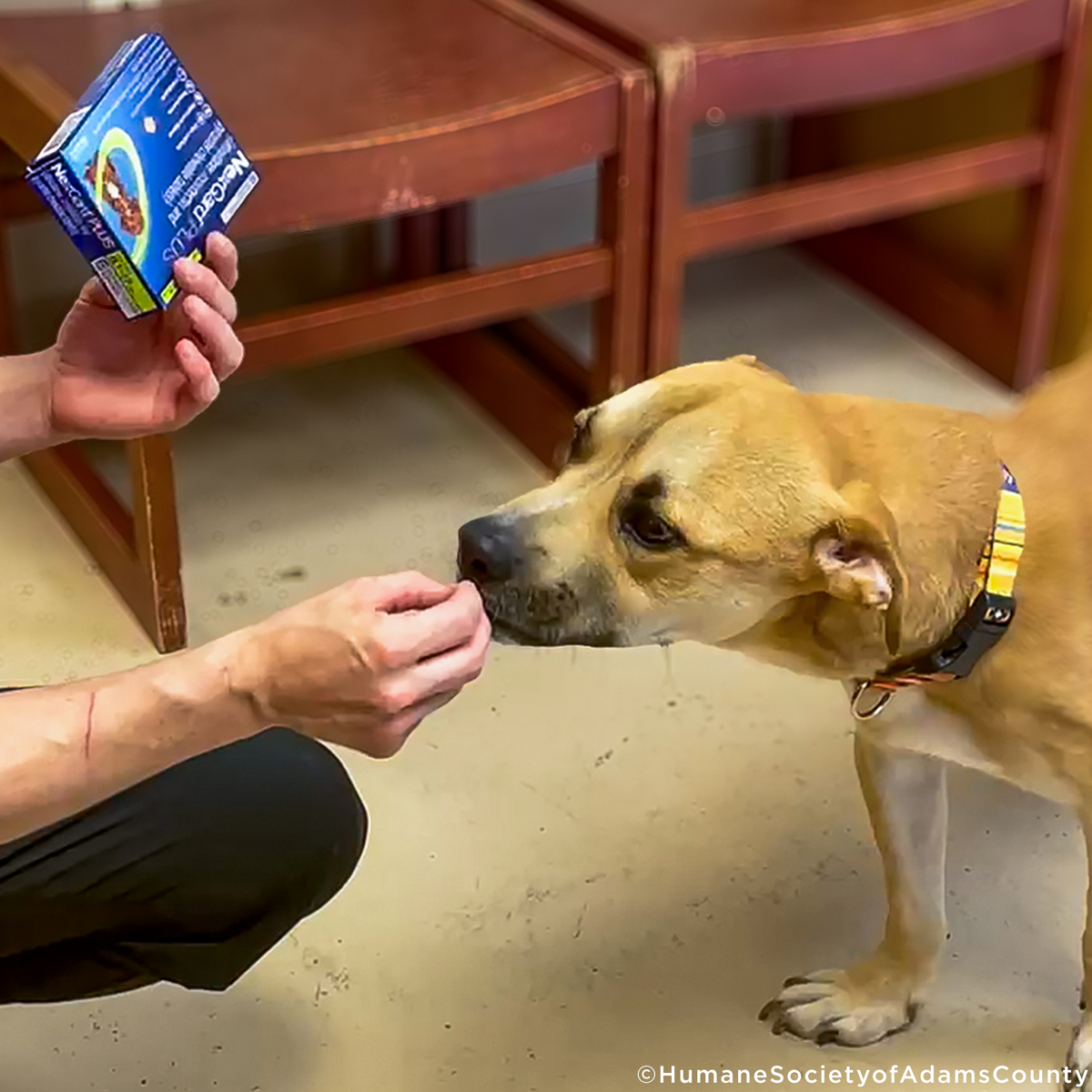 Care Packages for Shelter Dogs | GreaterGood