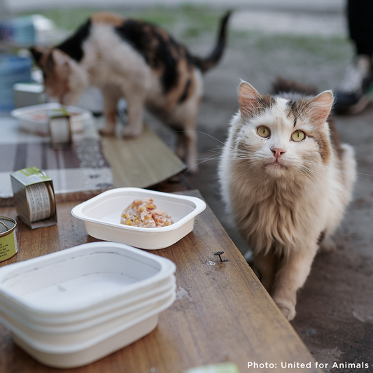 Crisis in Ukraine: Feed Starving and Abandoned Pets