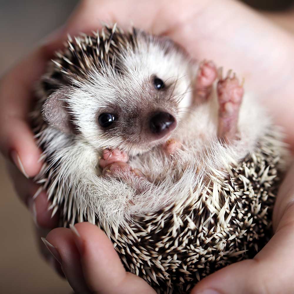 Send Supplies to Hamsters, Guinea Pigs and Other Small Animals
