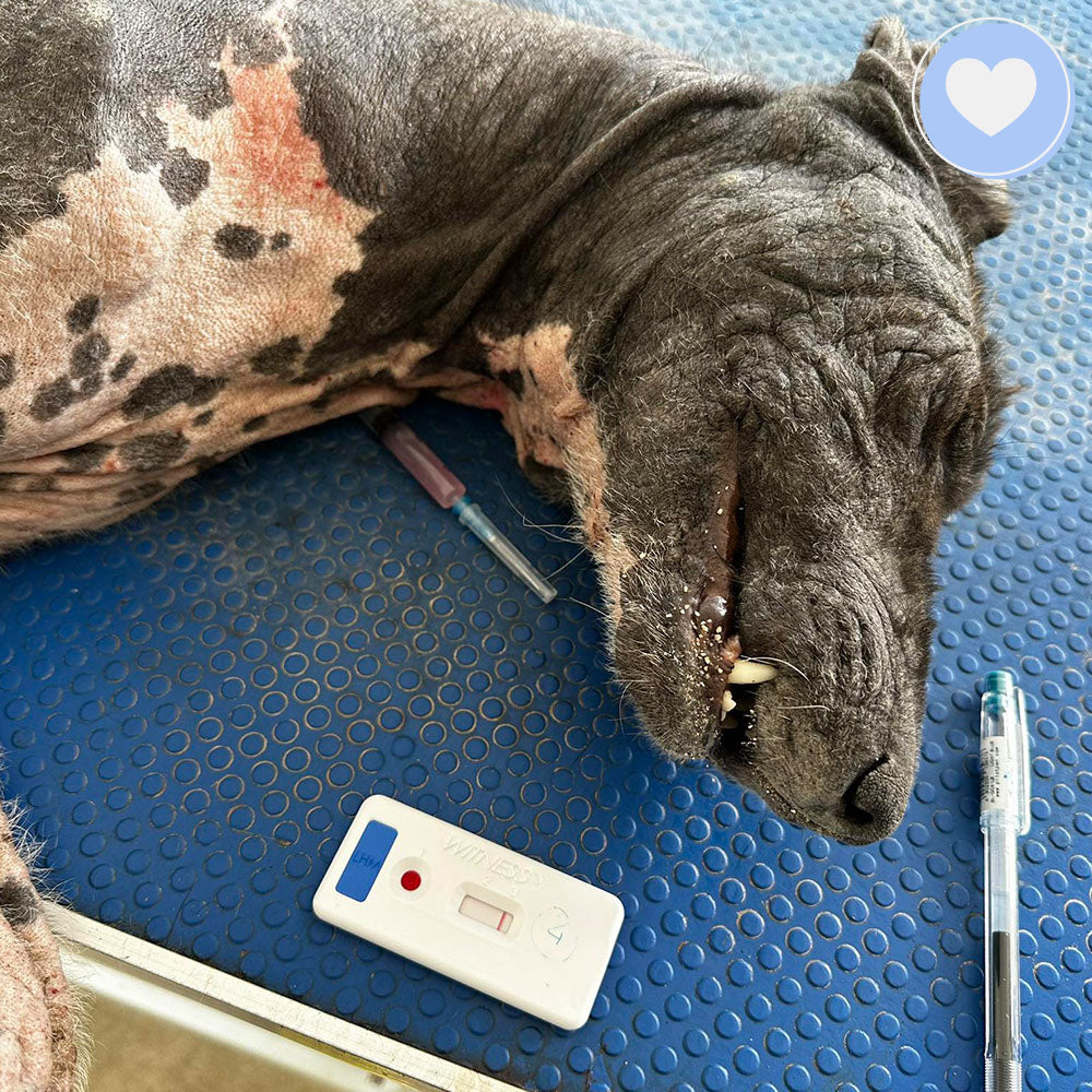 Funded: Hercules Needs Your Help to Get His Strength Back