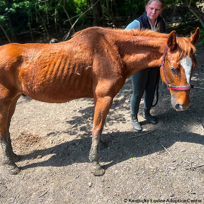 Provide Essential Supplies to Horses in Need