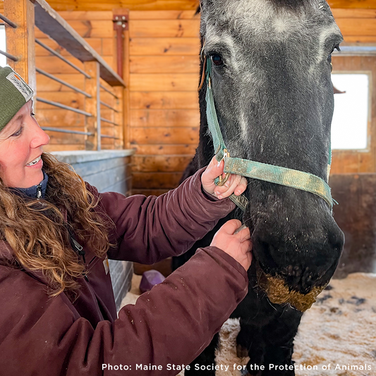 Help Injured and Neglected Horses in Urgent Need of Care