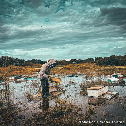 Hive Drive to Feed Starving Bees in the Southeast this Holiday Season