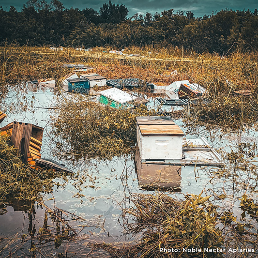 URGENT: Help Feed Bees Struggling to Survive After Hurricane Helene & Milton