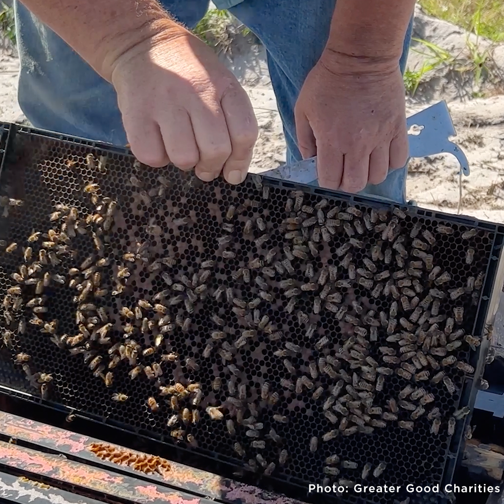 Hive Drive to Feed Starving Bees in the Southeast this Holiday Season