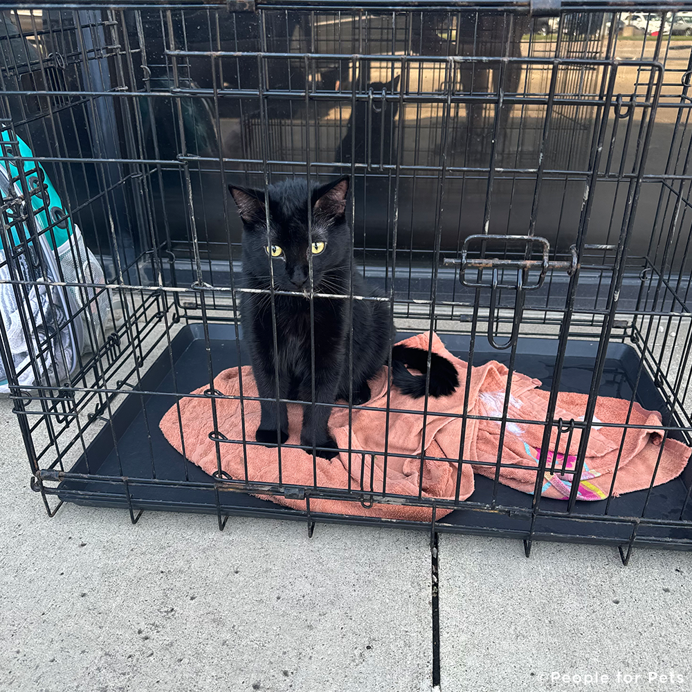 EMERGENCY FLIGHT: Help Fly Pets After Catastrophic Floods