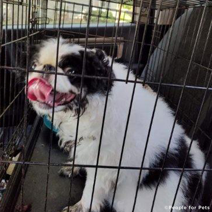 EMERGENCY FLIGHT: Help Fly Pets After Catastrophic Floods