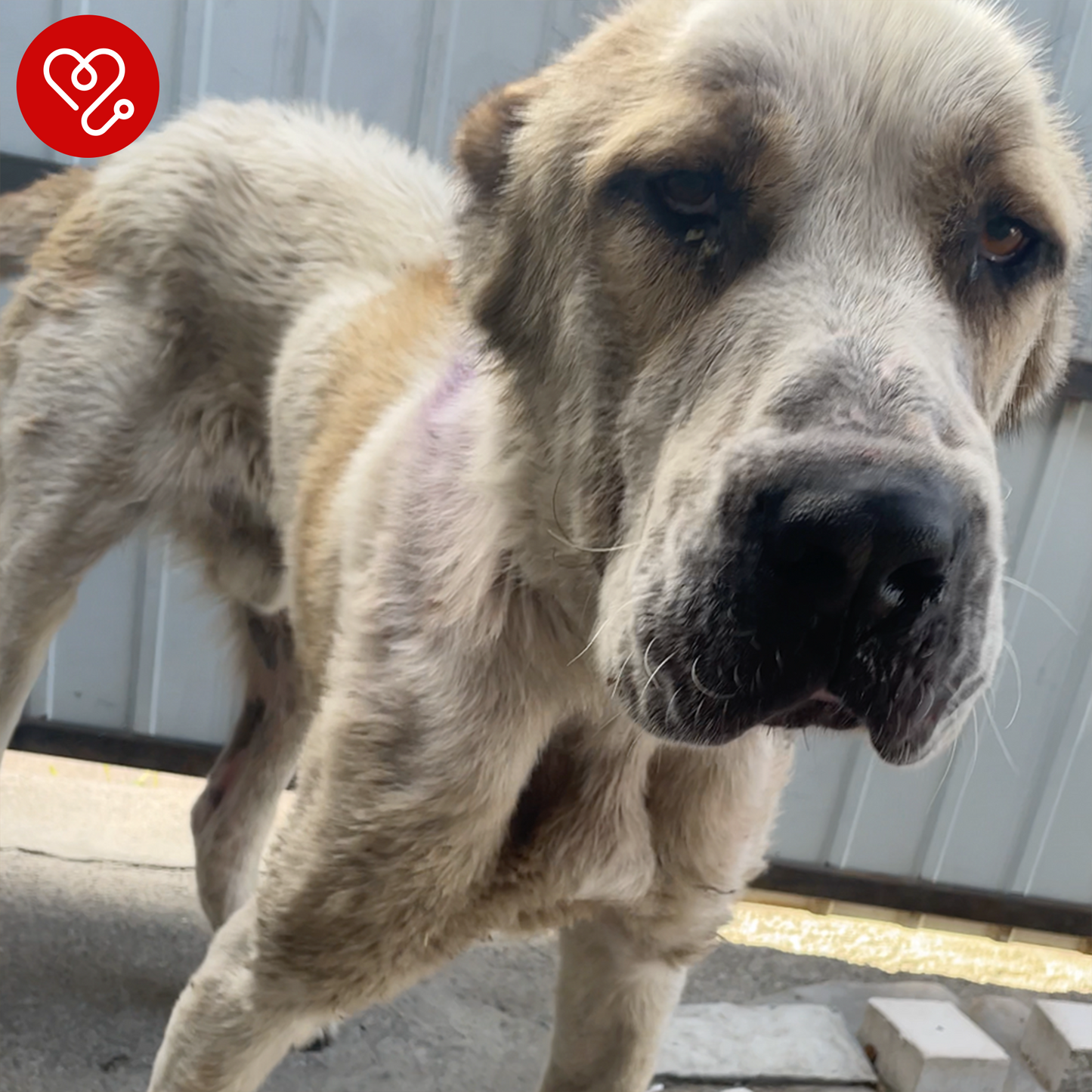 Funded: Emaciated Dog Found on War-Torn Streets Barely Able to Stand Needs Your Help