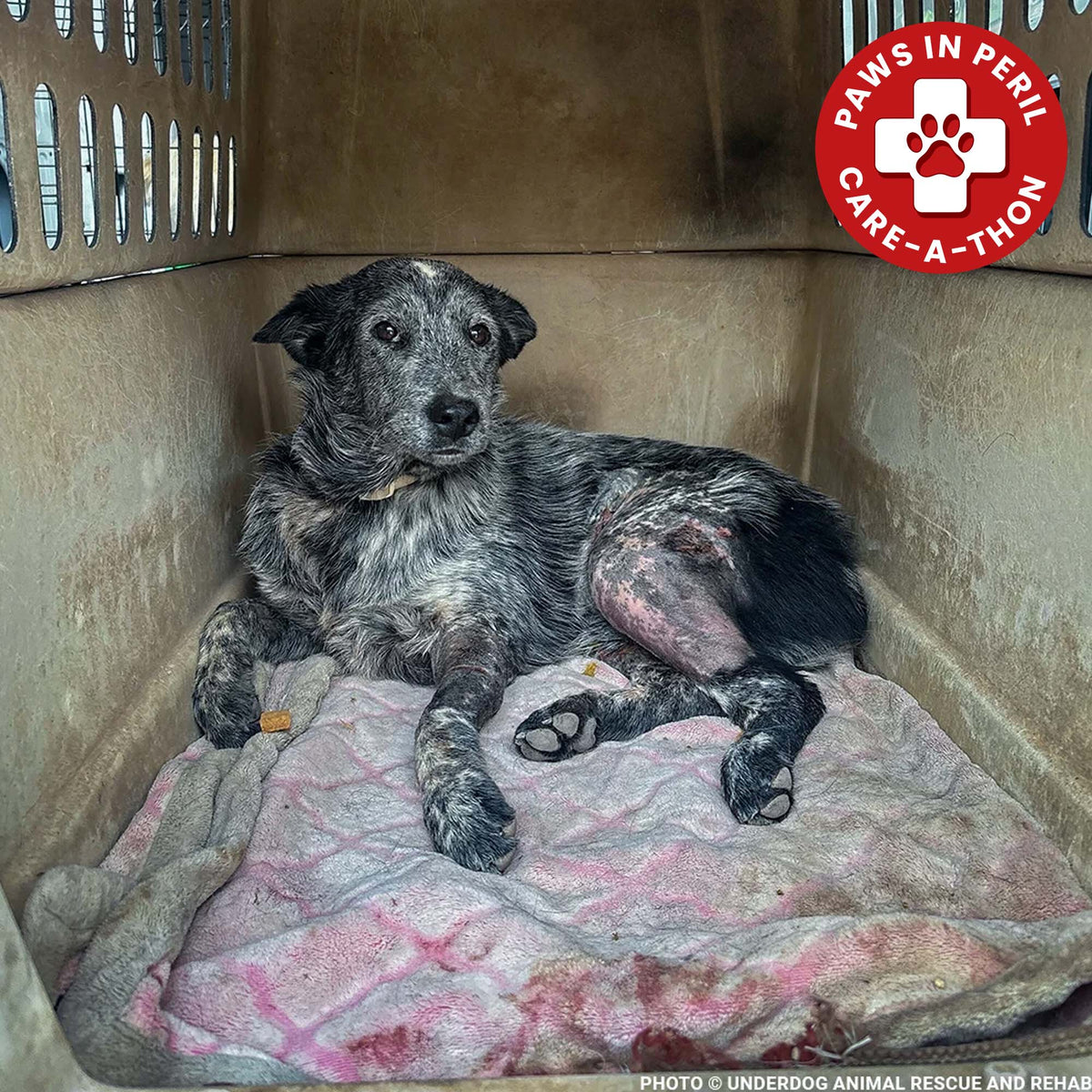 Funded: Jack Needs Urgent Care to Recover from a Vicious Attack