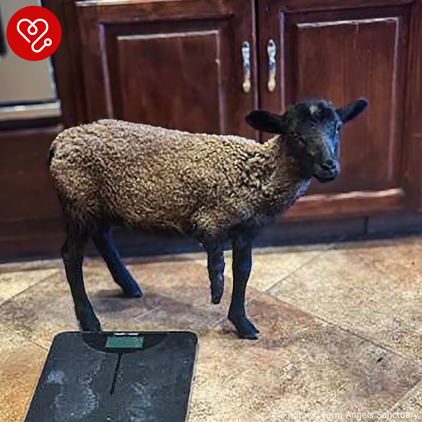 Funded: Lamb With Broken and Necrotic Leg Needs Emergency Surgery