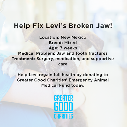 Help Fix Levi’s Broken Jaw