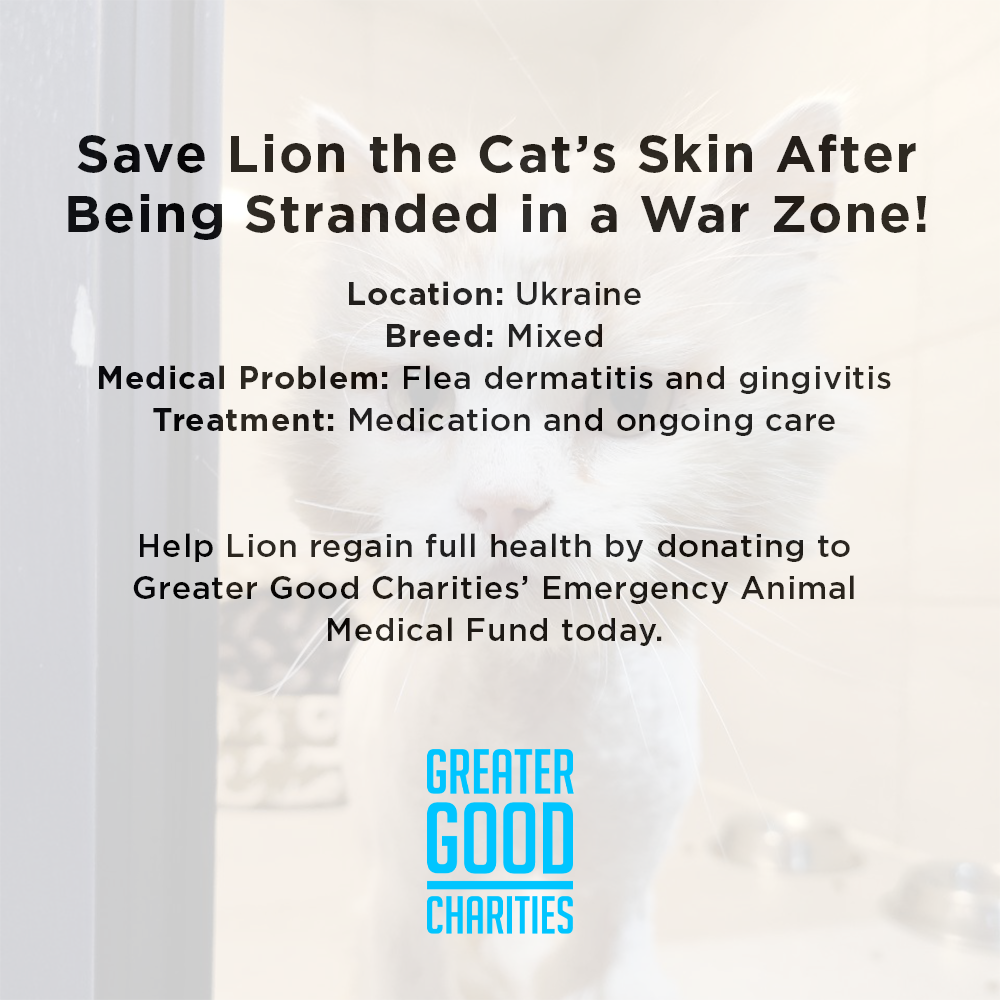 Funded: Help Lion Heal After Being Stranded in a War Zone