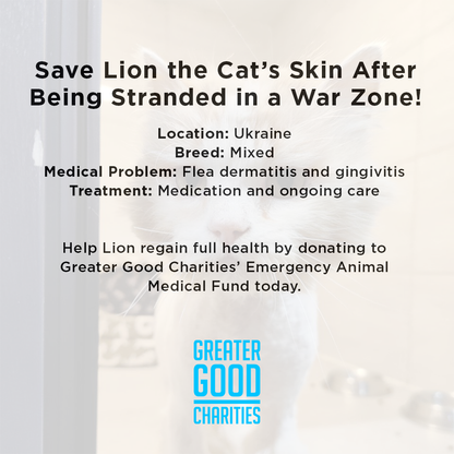 Funded: Help Lion Heal After Being Stranded in a War Zone