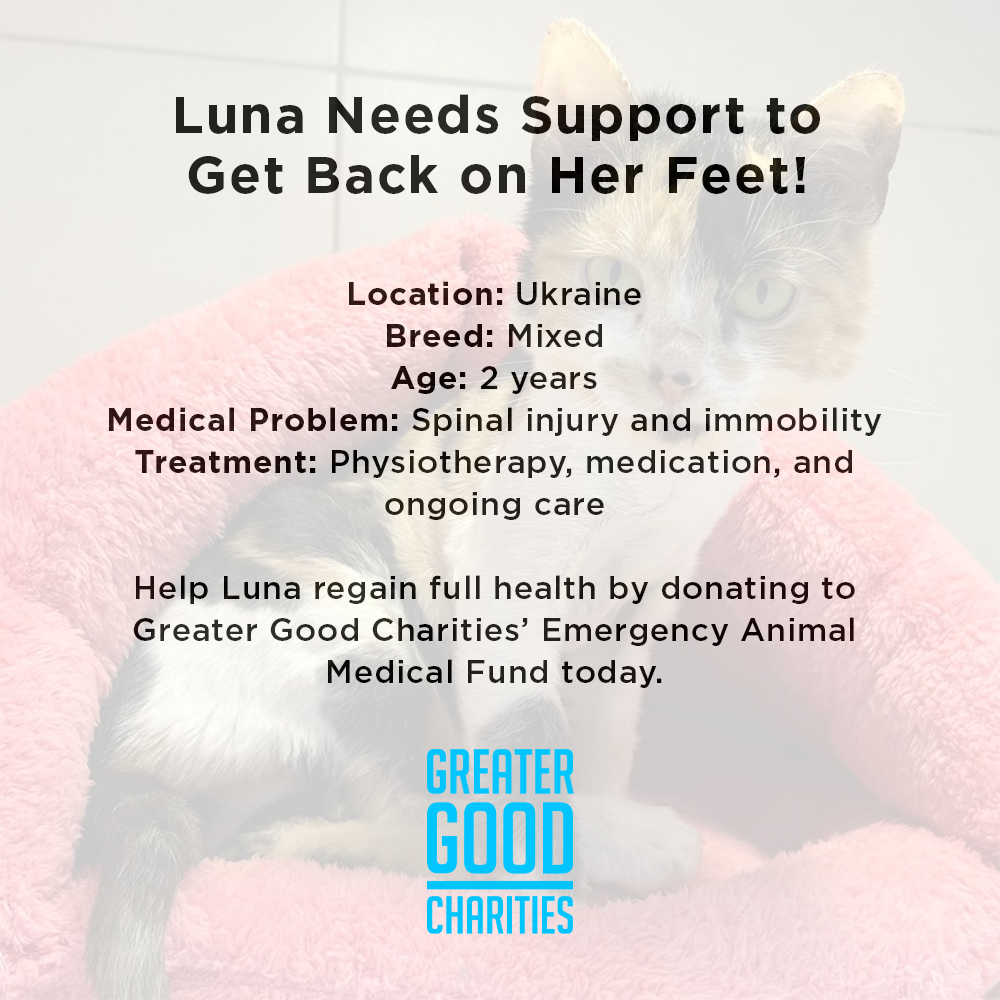 Luna Needs Support to Get Back on Her Feet