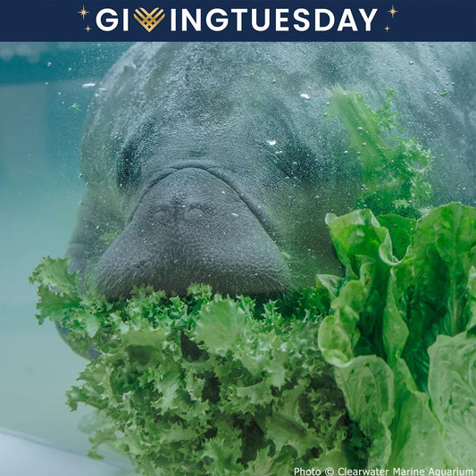 GivingTuesday: Help Save Rehabilitated Manatees