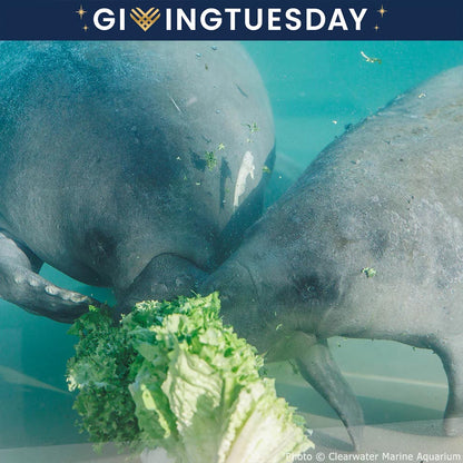 GivingTuesday: Help Save Rehabilitated Manatees