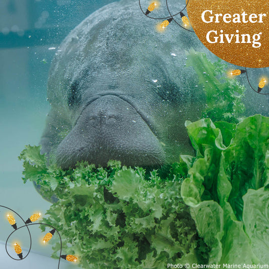 Help Save Endangered Manatees This Holiday Season