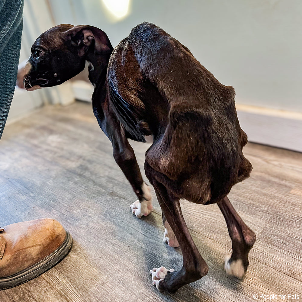 National Feed a Rescue Pet Week - Provide 3 Million Meals for Pets in Need