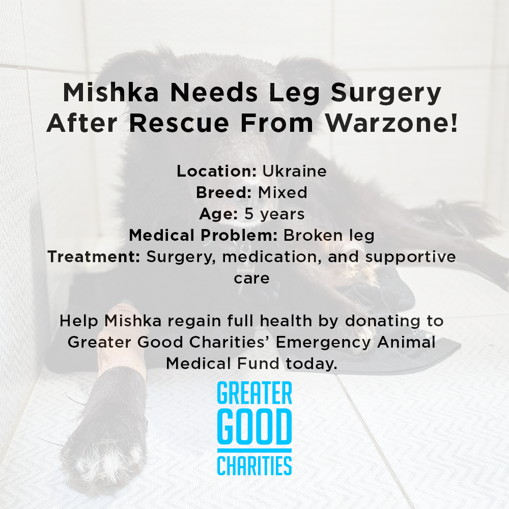 Mishka Needs Leg Surgery After Rescue From War Zone