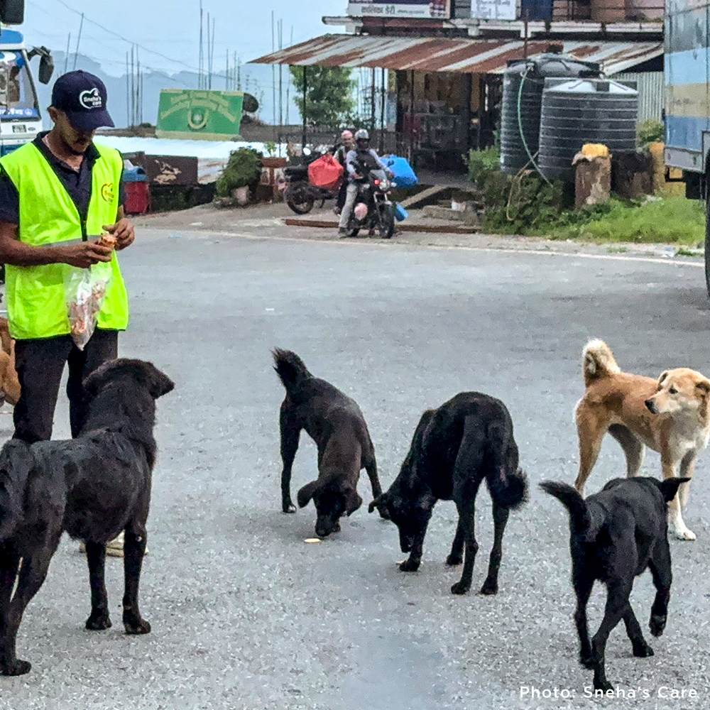 Help People and Pet Survivors of Devastating Floods in Nepal