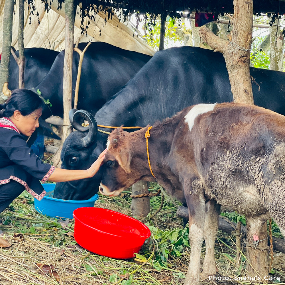 Help People and Pet Survivors of Devastating Floods in Nepal
