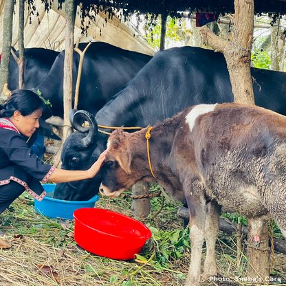 Help People and Pet Survivors of Devastating Floods in Nepal