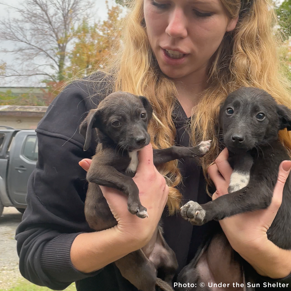 Protect Hundreds of Dogs from the Horrors of War