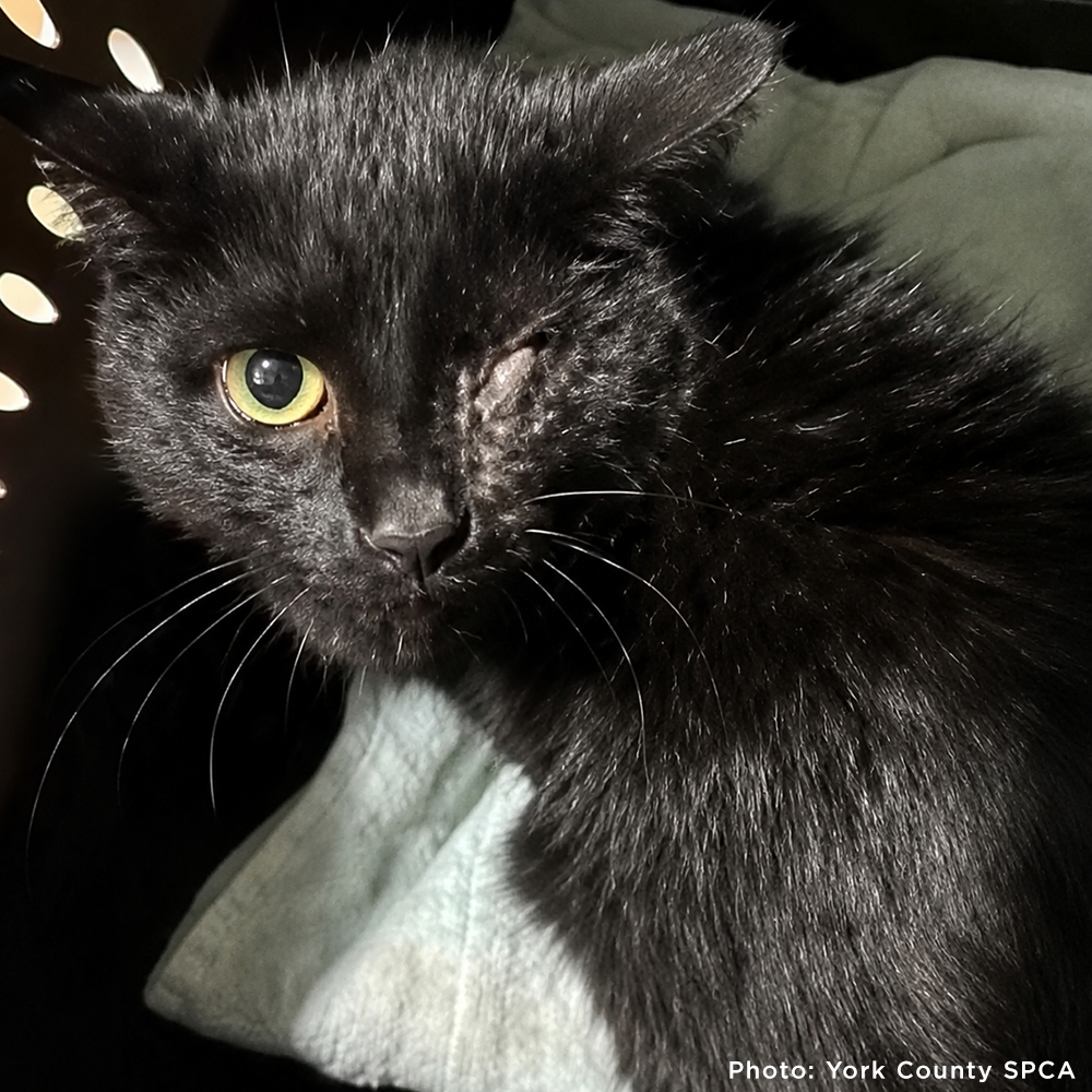 153 Animals Rescued From Hoarding Horrors Are Now Fighting for Their Lives