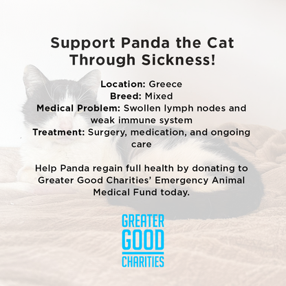 Funded: Devastating Illness May Take Panda's Life - Help Him Recover!