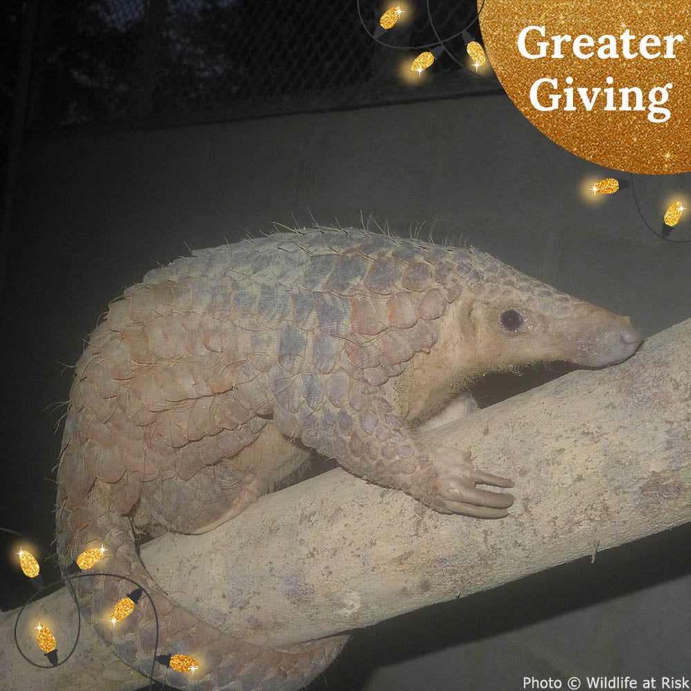 Protect the Pangolin this Holiday Season