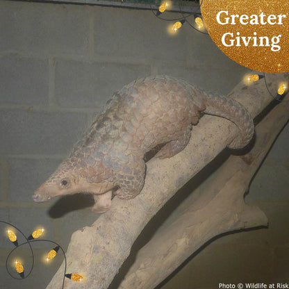 Protect the Pangolin this Holiday Season