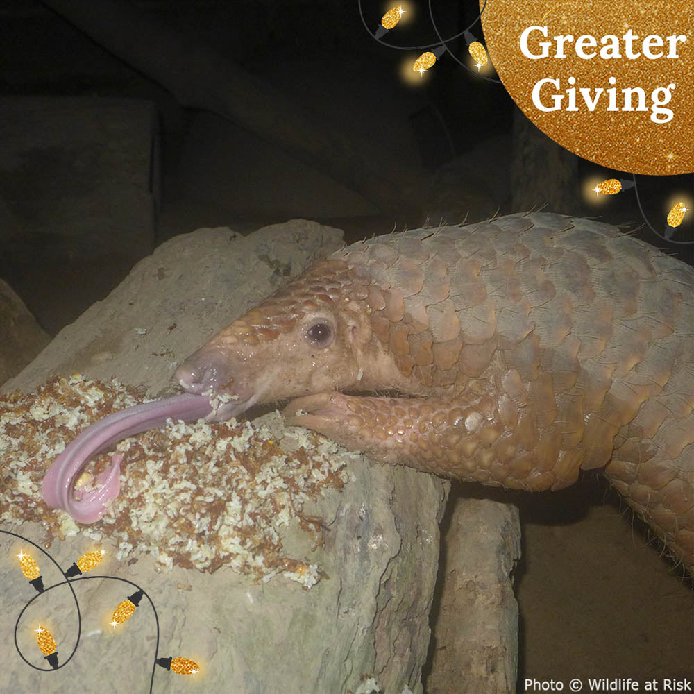 Protect the Pangolin this Holiday Season